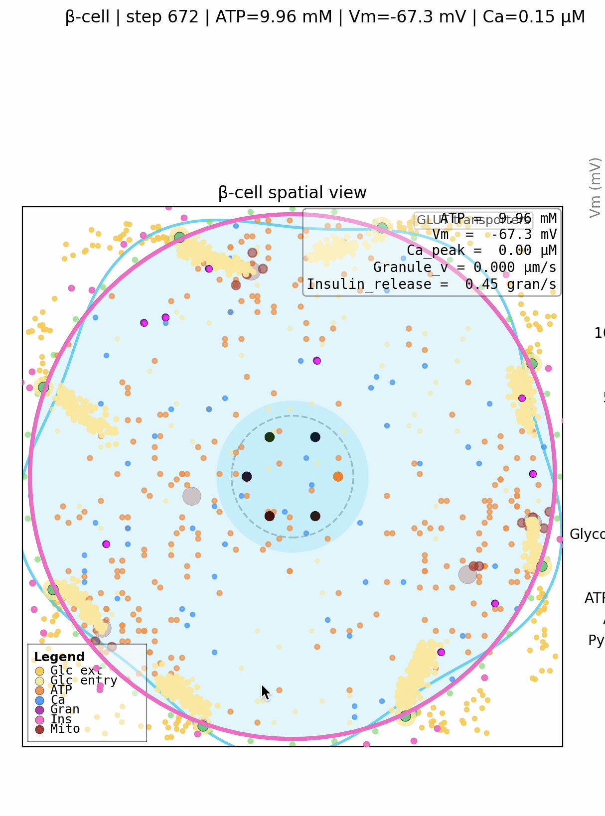 Virtual β-cell simulation